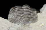Wide Enrolled Eldredgeops Trilobite With Brachiopod - Silica Shale #132439-2